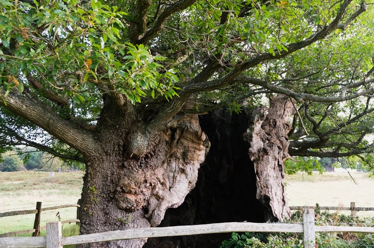 Queen Elizabeth Oak on the Cowdray Estate