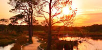 Thursley Boardwalk shortlisted for Britain's Favourite Path