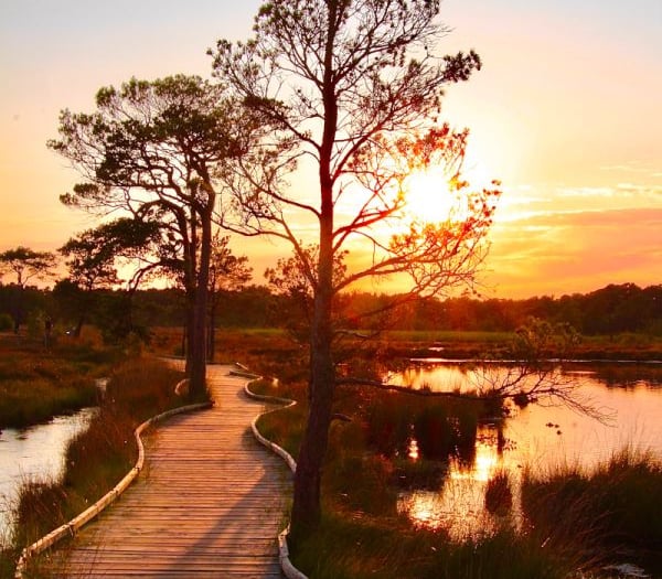 Thursley Boardwalk shortlisted for Britain's Favourite Path