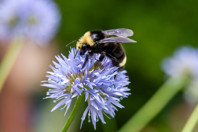 Bumblebee takes a pit stop on a wildflower