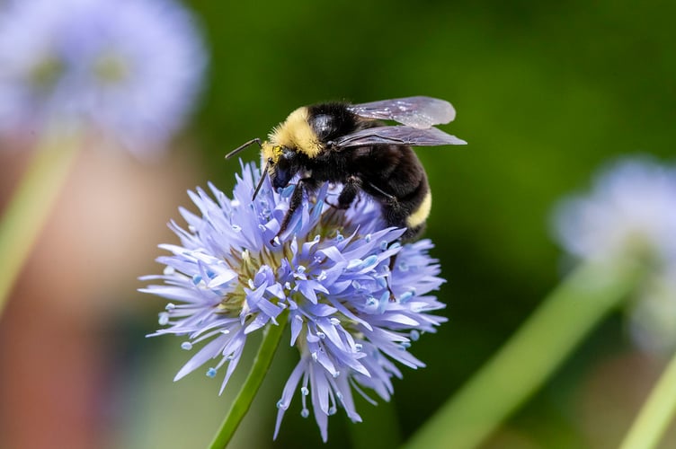 Bumblebee takes a pit stop on a wildflower