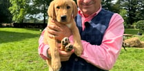 Alton puppy Titch joins Alan Titchmarsh for second TV appearance