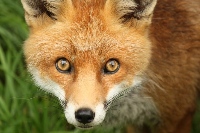 Up to 16 foxes were kept in enclosures at Ms Auburn's home in Grayshott