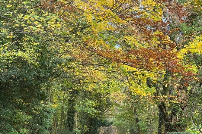 The well-loved canopy of trees will be lost if the development wins the appeal