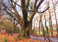 Public safety or development push? Haslemere’s oldest trees at risk