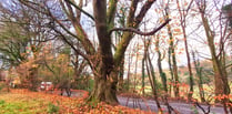 Public safety or development push? Haslemere’s oldest trees at risk