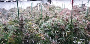 Police discover large-scale cannabis factory at residential property