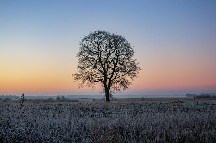 A winter tree at sunrise